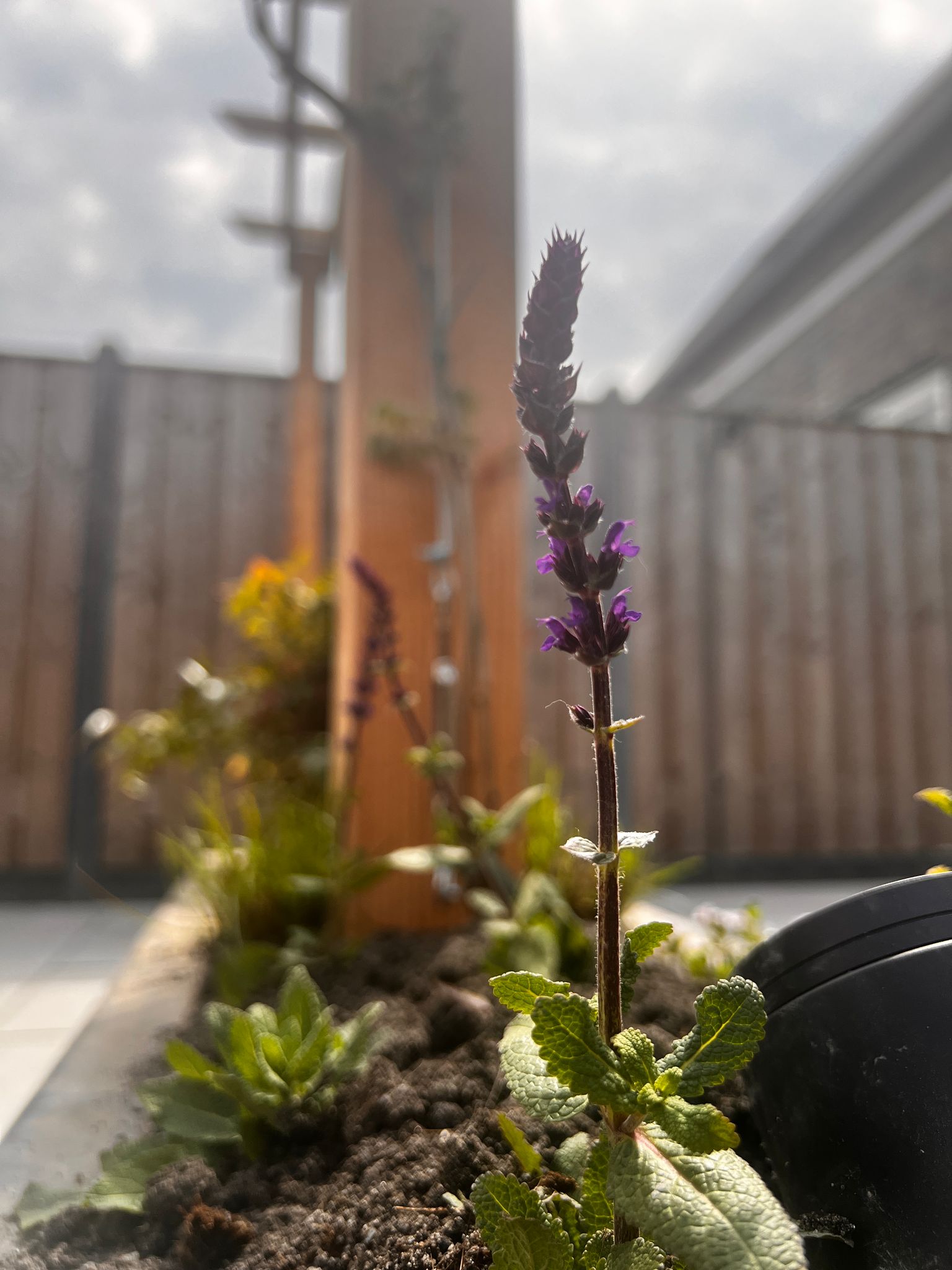 Tuinproject 3