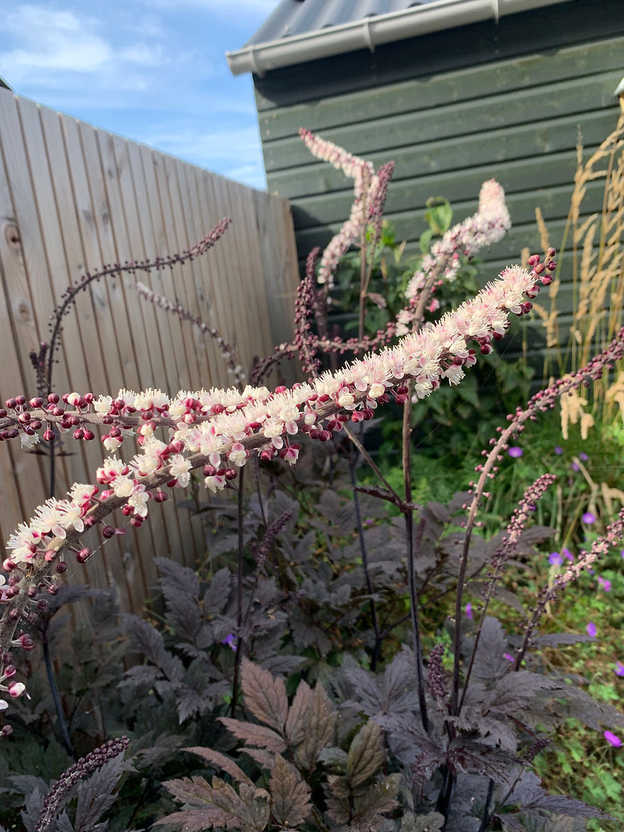 tuin8